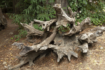 Redwood National Forest in northern California