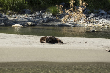 River otters on the bank of the rogue river in oregon