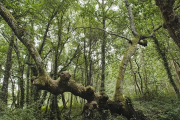 Fototapeta premium Dense forest on a cloudy day. Surreal trunk highlighted. Fairy late ambient