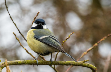 Great tit perched