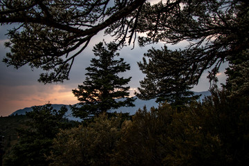 Pines in silhuette at dusk in the Utah mountains