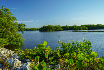 Obraz na płótnie Canvas Overlooking vegetation along a lake at J. N. 