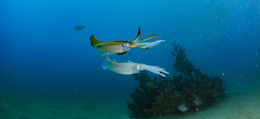 Fototapeta na wymiar Bigfin Reef Squid