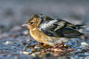 A pretty little sparrow
