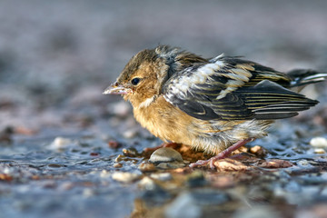 A pretty little sparrow