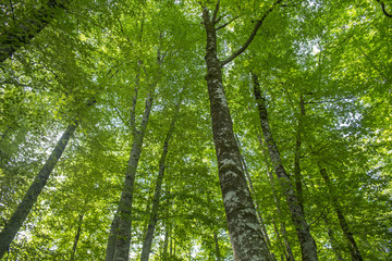 Obraz premium Summer time tree. Dark forest.