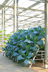 Soilless cultivation of green vegetables in a botanical garden