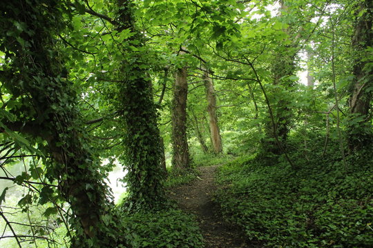 Bosque