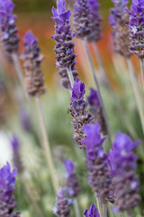 Wild Lavender