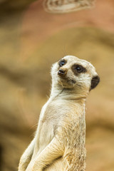 Fototapeta premium Meerkat