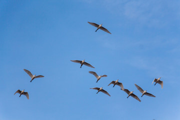 Birds on blue sky