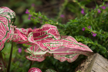 Close up of Red Mix Green Mix White of Caladium