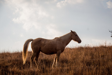 Obraz na płótnie Canvas Horse in a brown field