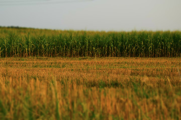 green Corn field in the sunset