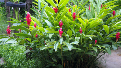 beautiful tropical red ginger flower ,close up. Alpinia purpurata (Vielle.) Schum.