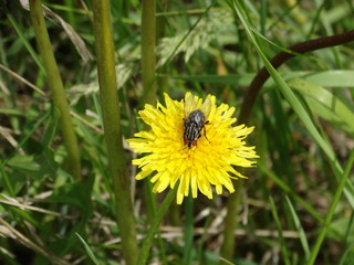 Two-winged fly, Latin name Musca domestica, gray striped, faceted eyes, dandelion, insect, sits, flower, yellow, grass, greens, wildlife.