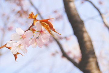 桜　春　素材