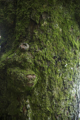 Moss and lichen texture on oak tree bark. Organic abstract texture and background for design. 