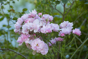 Pink roses in nature