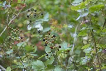 Black berries in nature
