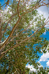 Looking at the Clouds Through The Trees