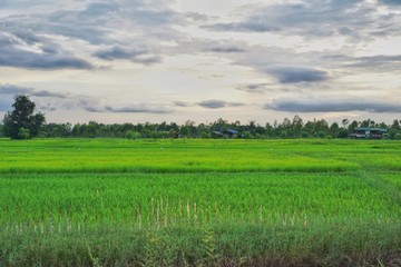 Green field,The green field has a sky background with white clouds. 