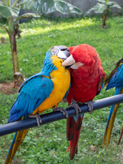 Macaws dating or kissing; demonstration of animal affection