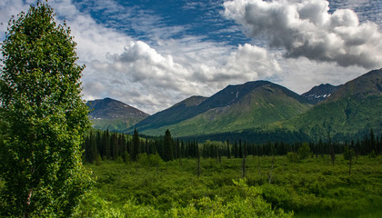Boreal forest in the foreground frames the Alaska Range Mountains