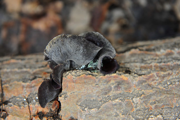 Wild mushrooms, in the wild nature