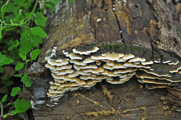 Wild mushrooms, in the wild nature