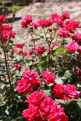 Fototapeta na wymiar flowers, pink, garden, nature