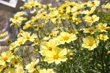 Obraz na płótnie Canvas flower, yellow, nature, summer, spring