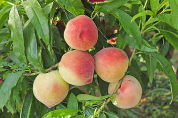 Ripe peaches hanging in a tree