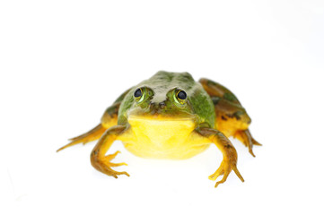 Frog isolated on a white background