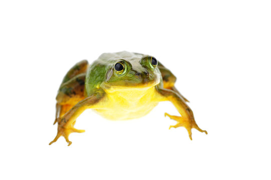 Frog isolated on a white background