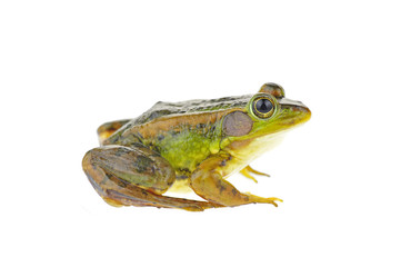 Frog isolated on a white background