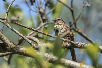 Small song sparrow  in tree.