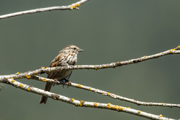 Perched song sparrow.