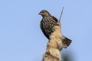 Female red-winged blackbird.