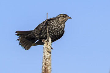 Closeup of female red-winged blackbird.