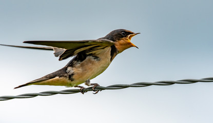 Swallow appears to be very upset