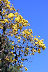 Brazil landscape
