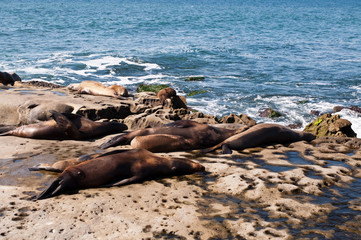 A group of California Sea Lions sunning themselves on the rocks at La Jolla Cove in La Jolla, California, USA in summer