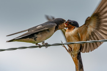 Swallows on fence wire fighting