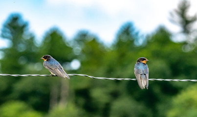 Pair of swallows  on fence wire turned away from each other