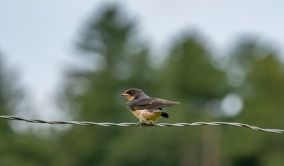 Swallow on fence wire bokeh background