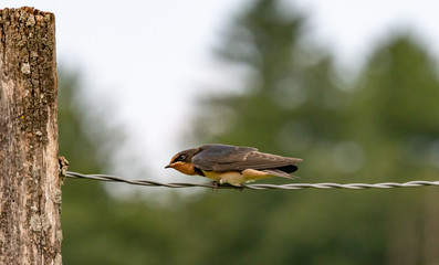 Swallow on fence wire bokeh background