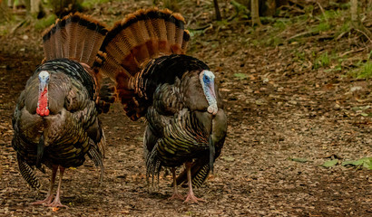 A pair of male turkeys compare plumage
