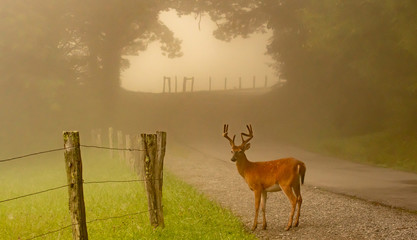 Male white-tailed deer  pauses near fence along a foggy lane