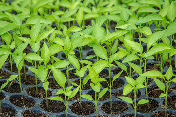 pepper seedling growing in  tray